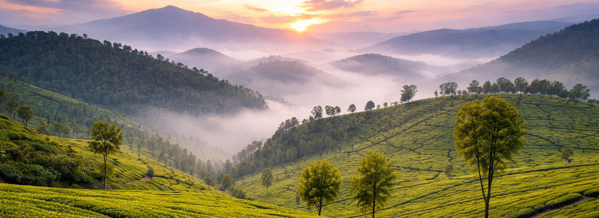 Endless tea gardens and rolling hills of Munnar Kerala